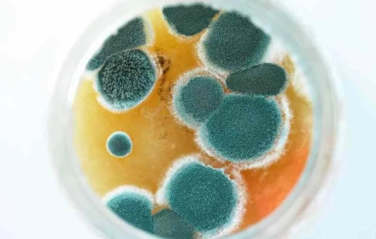 gesundheit-schimmel-wohnung